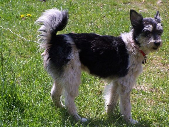 fridolin-lang Fridolin mit langem Fell