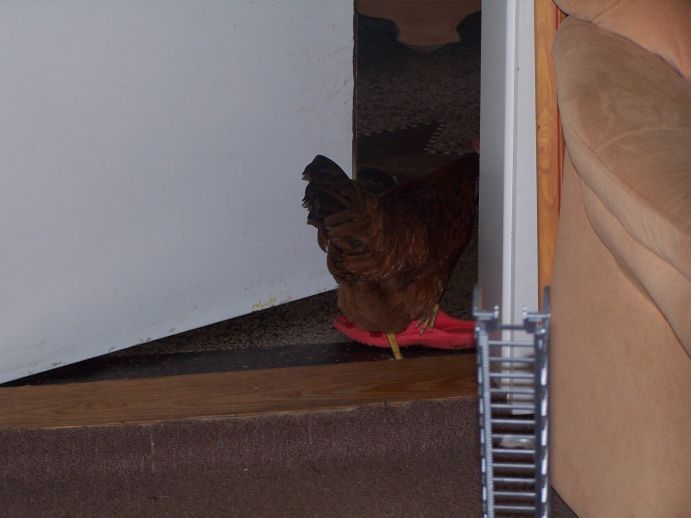 huhn-geht huhn-geht