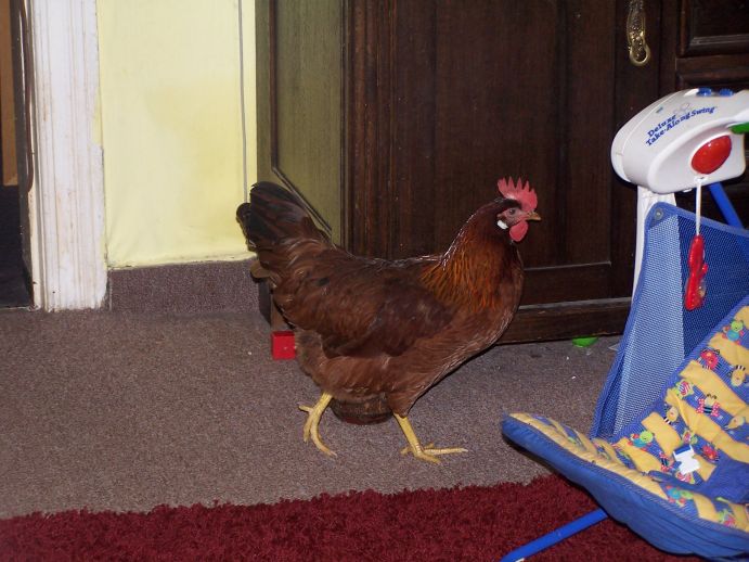 huhn-wozi huhn-wozi